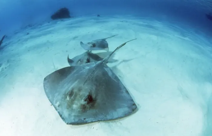 Framed Print : Southern Stingray Framed Print : Southern Stingray
