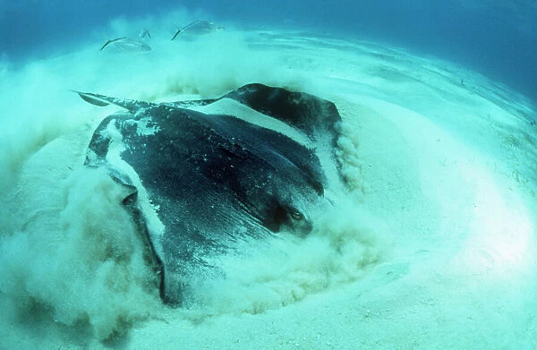 Southern Stingray - digging in sand for food. Grand Cayman Island, Caribbean