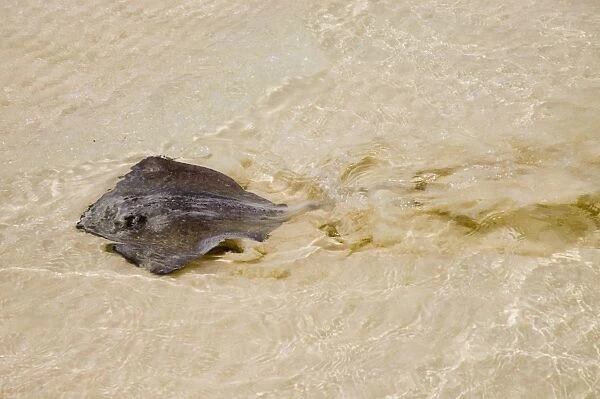 Southern Stingray swimming in shallows, showing undulation of the 'wings'. Feeds on molluscs and crustaceans. Long, whip-like tail has poisonous spine near base and causes serious wounds if stepped