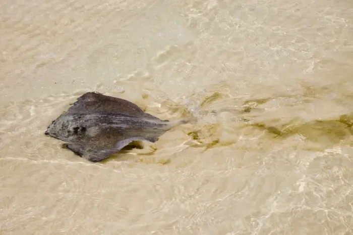 Framed Print : Southern Stingray swimming in shallows, showing undulation of the wings'. Feeds on molluscs and crustaceans. Long, whip-like tail has poisonous spine near base and causes serious wounds if stepped Framed Print : Southern Stingray swimming in shallows, showing undulation of the wings'. Feeds on molluscs and crustaceans. Long, whip-like tail has poisonous spine near base and causes serious wounds if stepped