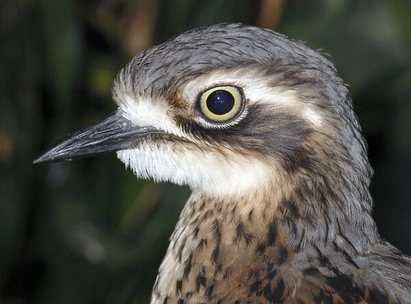 Southern stone curlew, Australia