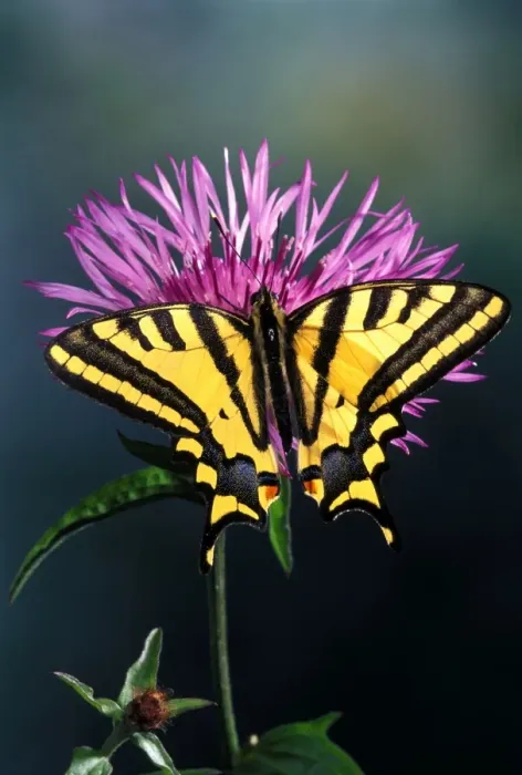 Framed Print : Southern Swallowtail Europe Framed Print : Southern Swallowtail Europe