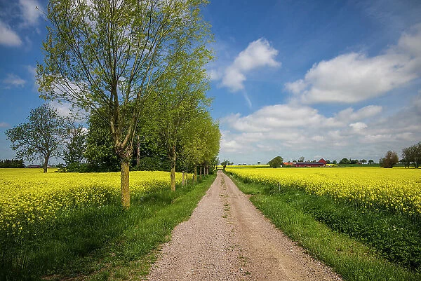 Southern Sweden, Boste lage, country road with yellow flowers, springtime Date: 23-05-2019