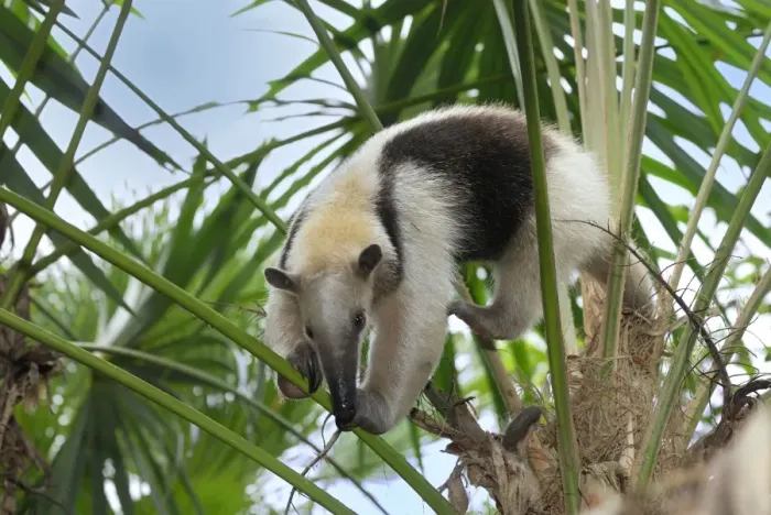 Framed Print : Southern Tamandua or Lesser Anteater Belize Framed Print : Southern Tamandua or Lesser Anteater Belize