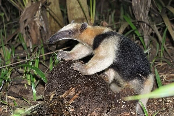 Southern Tamandua or Lesser Anteater - with termite nest Belize