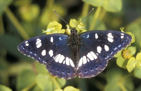 Southern White Admiral BUTTERFLY