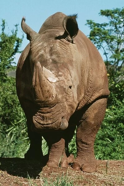 Southern White Rhinoceros KEL 1140 Grasslands of South Africa. Ceratotherium simum simum © Ken Lucas  /  ardea. com