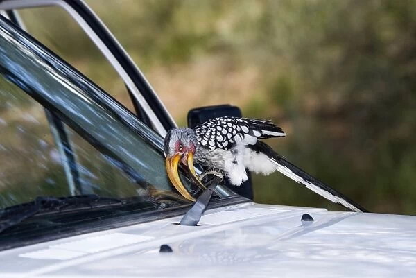 Southern Yellow-billed Hornbill - Attacking windscreen wiper of vehicle. Endemic in south-west Angola, Namibia, Botswana, Zimbabwe, northern and eastern South Africa. Inhabits savanna and semi-desert