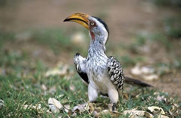 Southern Yellow-billed Hornbill - Kruger National Park - South Africa