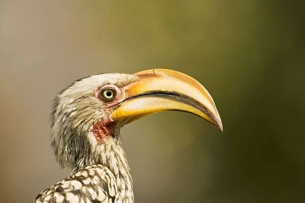 Southern Yellow Billed Hornbill - North Western Namibia- Africa