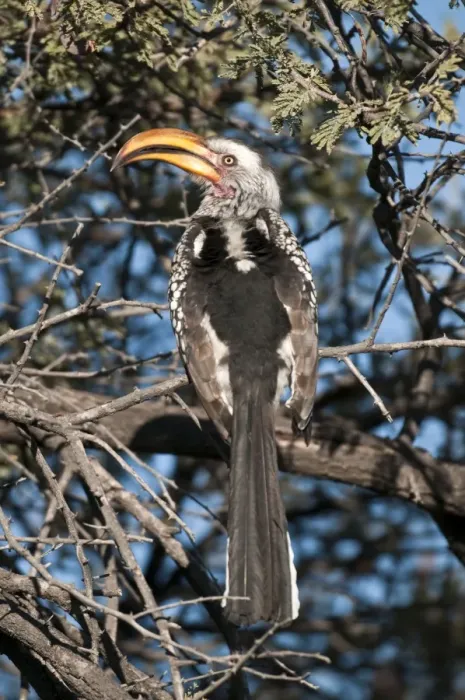 Framed Print : Southern Yellow-billed Hornbill - back view sitting in thorn tree - Etosha National Park - Namibia Framed Print : Southern Yellow-billed Hornbill - back view sitting in thorn tree - Etosha National Park - Namibia