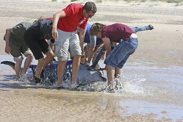 Sowerbys Beaked Whale - found stranded on Blakeney Point