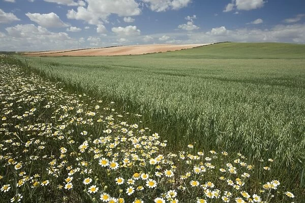 Spain - Agricultural landscape. Aragon