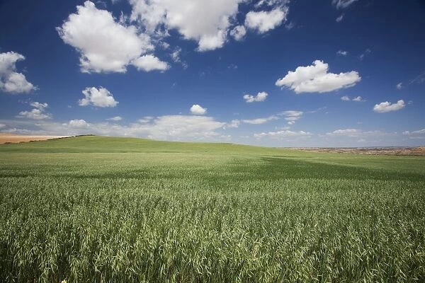 Spain - Agricultural landscape. Aragon