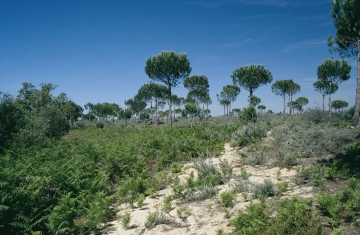 Framed Print : Spain - Stone / Umbrella Pine in habitat - Coto Donana National Park Framed Print : Spain - Stone / Umbrella Pine in habitat - Coto Donana National Park