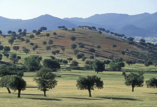 Spain WAT 2893 La ‘Dehesa, Extremadura landscape © M. Watson  /  ardea. com