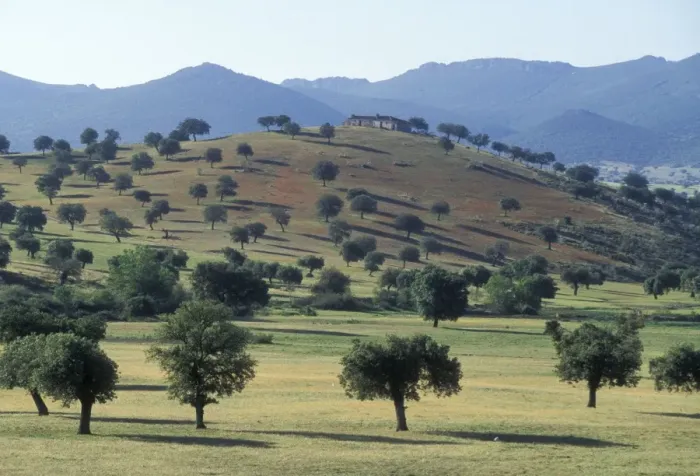 Framed Print : Spain WAT 2893 La ‘Dehesa, Extremadura landscape © M. Watson / ardea. com Framed Print : Spain WAT 2893 La ‘Dehesa, Extremadura landscape © M. Watson / ardea. com