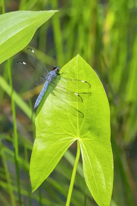 Framed Print : Spangled Skimmer male on Arrowhead plant Date: 15-06-2021 Framed Print : Spangled Skimmer male on Arrowhead plant Date: 15-06-2021