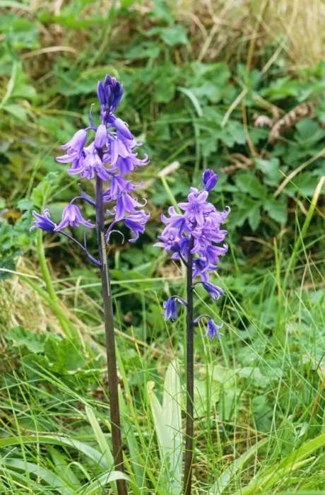 Framed Print : Spanish Bluebell DAD 1574 Scilly Isles Endymian hispanicus © David Dixon / ARDEA LONDON Framed Print : Spanish Bluebell DAD 1574 Scilly Isles Endymian hispanicus © David Dixon / ARDEA LONDON