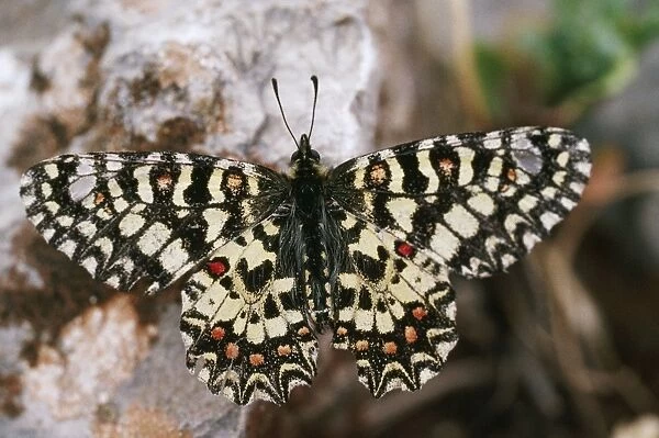 Spanish Festoon Butterfly