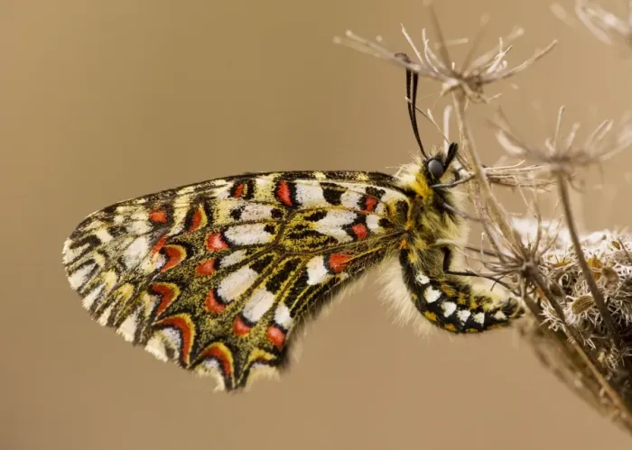 Framed Print : Spanish Festoon Butterfly - on wild carrot, Algarve, Portugal Framed Print : Spanish Festoon Butterfly - on wild carrot, Algarve, Portugal