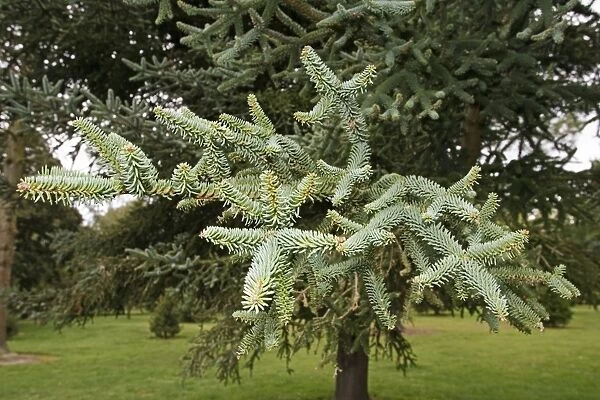 Spanish Fir - Branches and leaves. Christchurch Botanical Gardens - New Zealand
