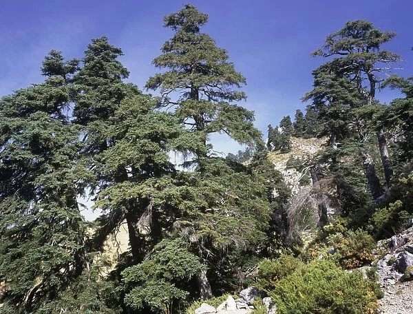 Spanish Fir Tree - Sierra de las Nieves - Andalucia - Spain