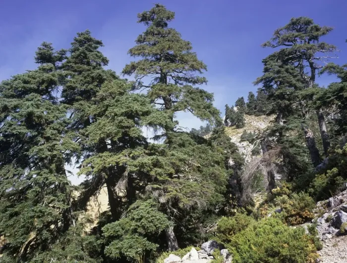 Framed Print : Spanish Fir Tree - Sierra de las Nieves - Andalucia - Spain Framed Print : Spanish Fir Tree - Sierra de las Nieves - Andalucia - Spain