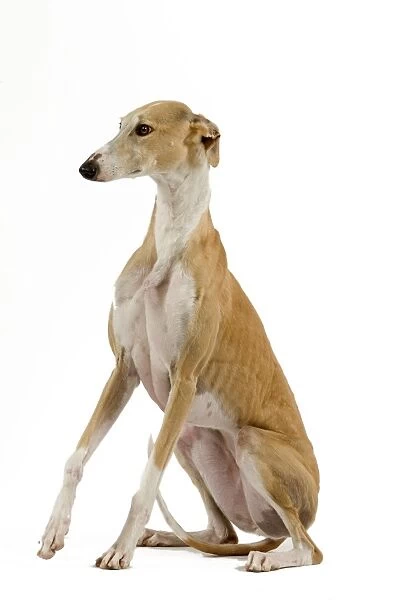 Spanish Galgo  /  Spanish Greyhound - in studio