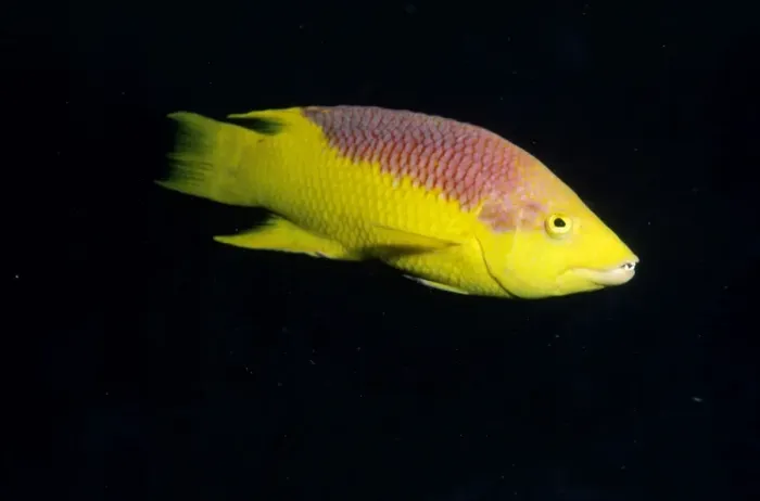 Framed Print : Spanish Hogfish Caribbean Framed Print : Spanish Hogfish Caribbean