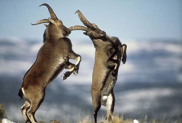 Spanish Ibex 2 male fighting, Spain