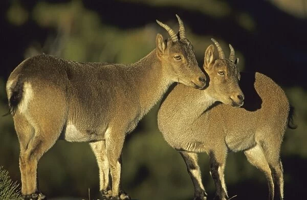 Spanish Ibex Ewes - Spain - I. U. C. N. vulnerable- Lives in mountainous areas of Pyrenees and central and southern Spain