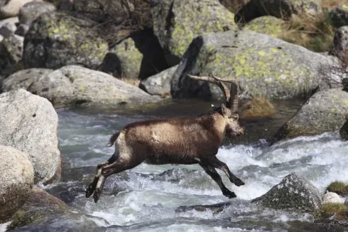 Framed Print : Spanish Ibex - jumping through water - Sierra de Gredos - Spain Framed Print : Spanish Ibex - jumping through water - Sierra de Gredos - Spain