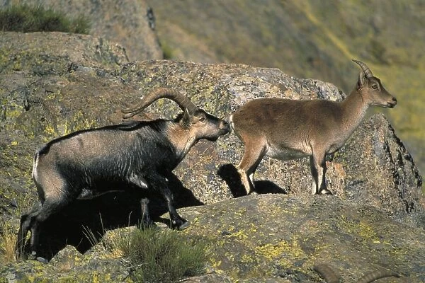Spanish Ibex - Male courting female in rut -Spain - IUCN vulnerable - Lives in the mountainous areas of Pyrenees-central and southern Spain - Grazes on alpine grasses and herbs