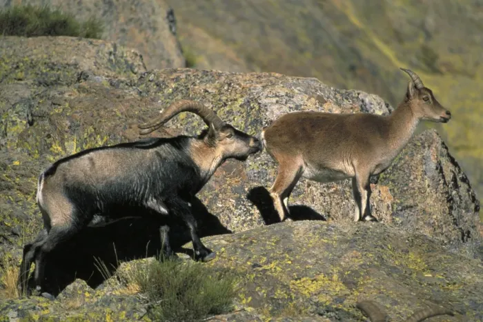 Framed Print : Spanish Ibex - Male courting female in rut -Spain - IUCN vulnerable - Lives in the mountainous areas of Pyrenees-central and southern Spain - Grazes on alpine grasses and herbs Framed Print : Spanish Ibex - Male courting female in rut -Spain - IUCN vulnerable - Lives in the mountainous areas of Pyrenees-central and southern Spain - Grazes on alpine grasses and herbs