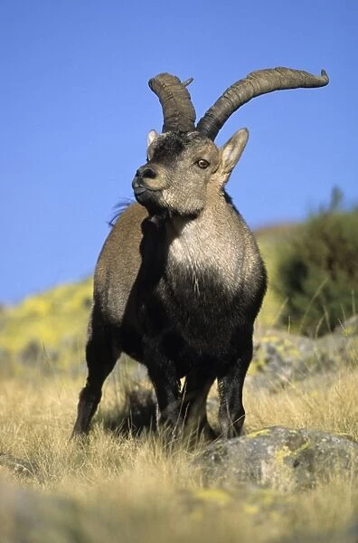 Spanish Ibex - Male displaying tongue in rut - Spain - I. U. C. N. vulnerable- Lives in mountainous areas of Pyrenees and central and southern Spain