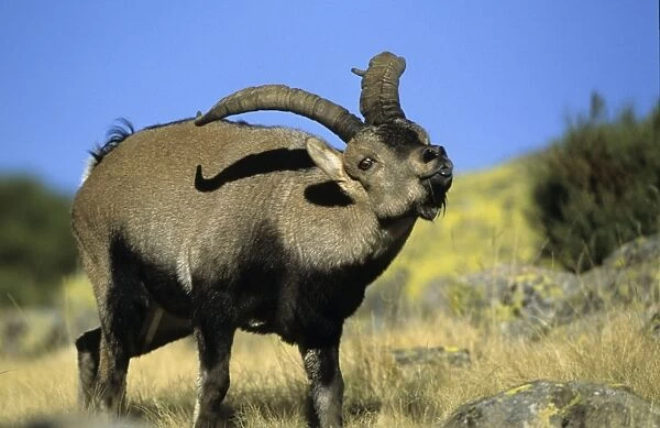 Spanish Ibex - Male displaying tongue in rut - Spain - I. U. C. N. vulnerable- Lives in mountainous areas of Pyrenees and central and southern Spain