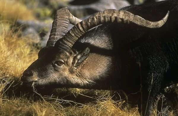 Spanish Ibex - male, feeding on vegetation Spain