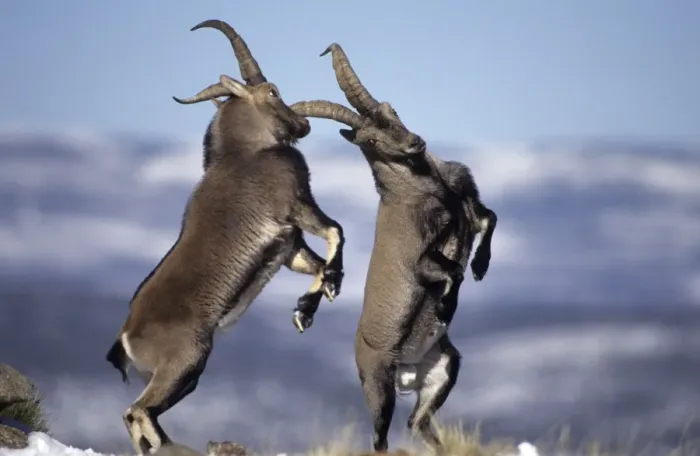 Framed Print : Spanish Ibex - Males fighting in rut - I. U. C. N. vulnerable- Lives in mountainous areas of Pyrenees and central and southern Spain Framed Print : Spanish Ibex - Males fighting in rut - I. U. C. N. vulnerable- Lives in mountainous areas of Pyrenees and central and southern Spain