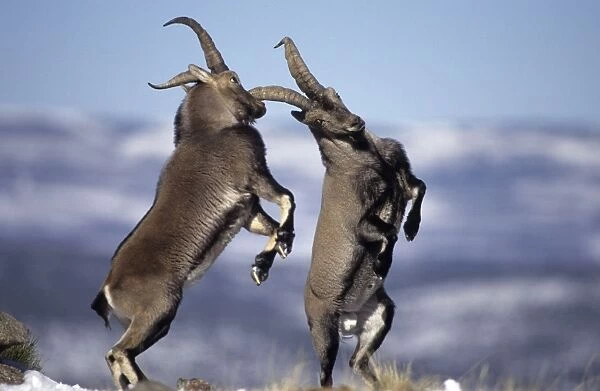 Spanish Ibex - Males fighting in rut - I. U. C. N. vulnerable- Lives in mountainous areas of Pyrenees and central and southern Spain