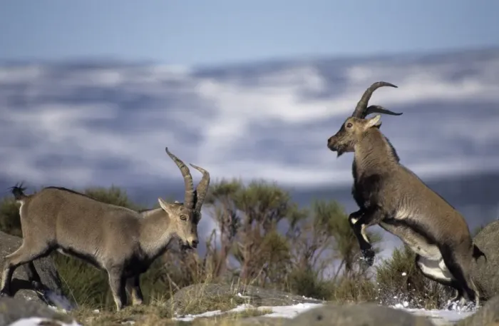 Framed Print : Spanish Ibex - Males fighting in rut - Spain - I. U. C. N. vulnerable- Lives in mountainous areas of Pyrenees and central and southern Spain Framed Print : Spanish Ibex - Males fighting in rut - Spain - I. U. C. N. vulnerable- Lives in mountainous areas of Pyrenees and central and southern Spain