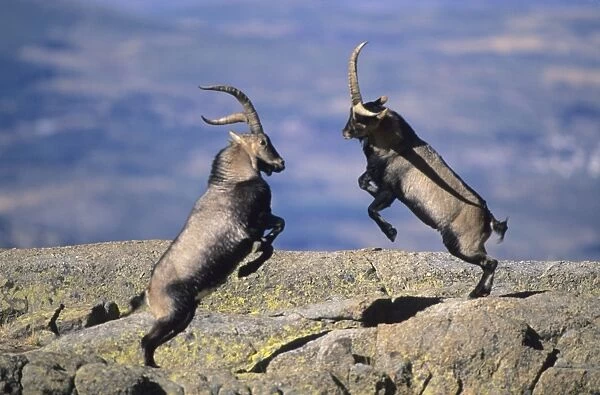 Spanish Ibex - Males fighting in rut - Spain - I. U. C. N. vulnerable- Lives in mountainous areas of Pyrenees and central and southern Spain