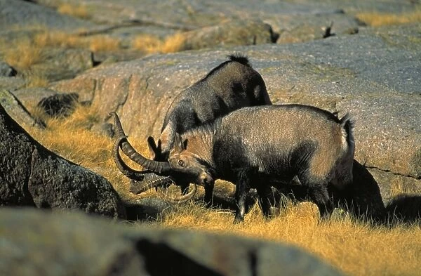 Spanish Ibex - Males in rut fighting -Spain - IUCN vulnerable - Lives in the mountainous areas of Pyrenees-central and southern Spain - Grazes on alpine grasses and herbs