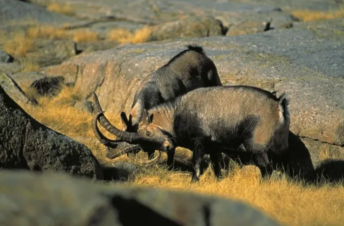 Framed Print : Spanish Ibex - Males in rut fighting -Spain - IUCN vulnerable - Lives in the mountainous areas of Pyrenees-central and southern Spain - Grazes on alpine grasses and herbs Framed Print : Spanish Ibex - Males in rut fighting -Spain - IUCN vulnerable - Lives in the mountainous areas of Pyrenees-central and southern Spain - Grazes on alpine grasses and herbs