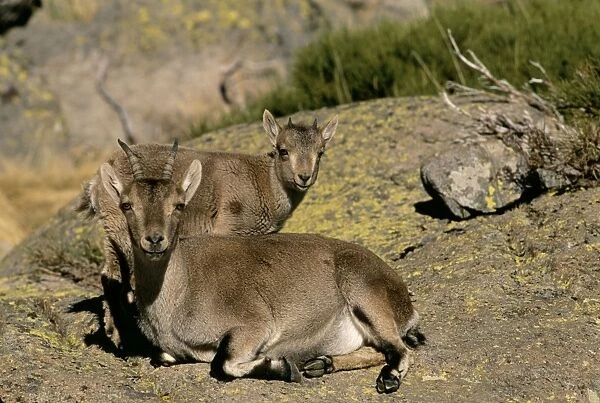 Spanish Ibex - Mother and Young Spain