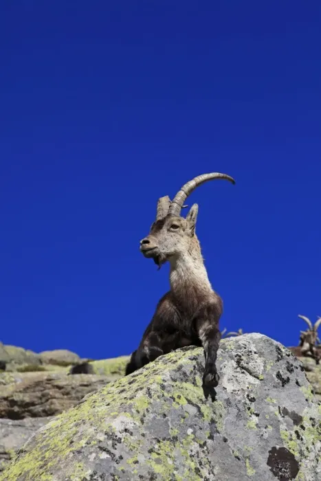 Framed Print : Spanish Ibex - Sierra de Gredos - Spain