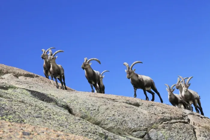 Framed Print : Spanish Ibex - Sierra de Gredos - Spain Framed Print : Spanish Ibex - Sierra de Gredos - Spain