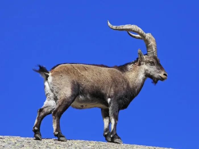 Framed Print : Spanish Ibex - Sierra de Gredos - Spain Framed Print : Spanish Ibex - Sierra de Gredos - Spain