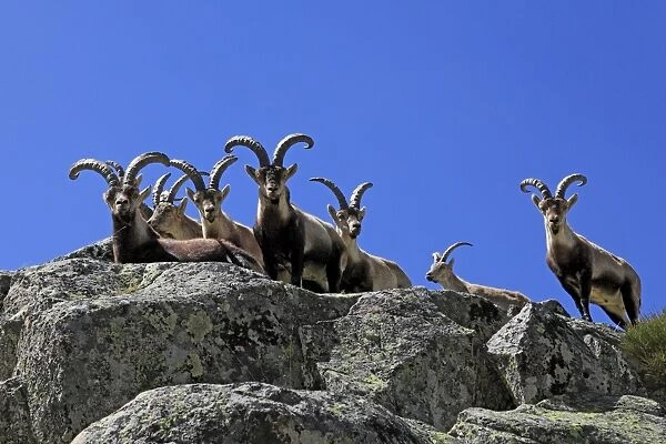 Spanish Ibex - Sierra de Gredos - Spain