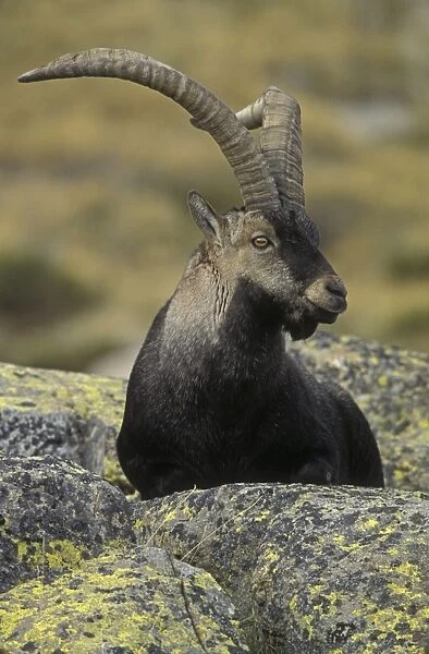 Spanish Ibex - Spain - I. U. C. N. vulnerable- Lives in mountainous areas of Pyrenees and central and southern Spain